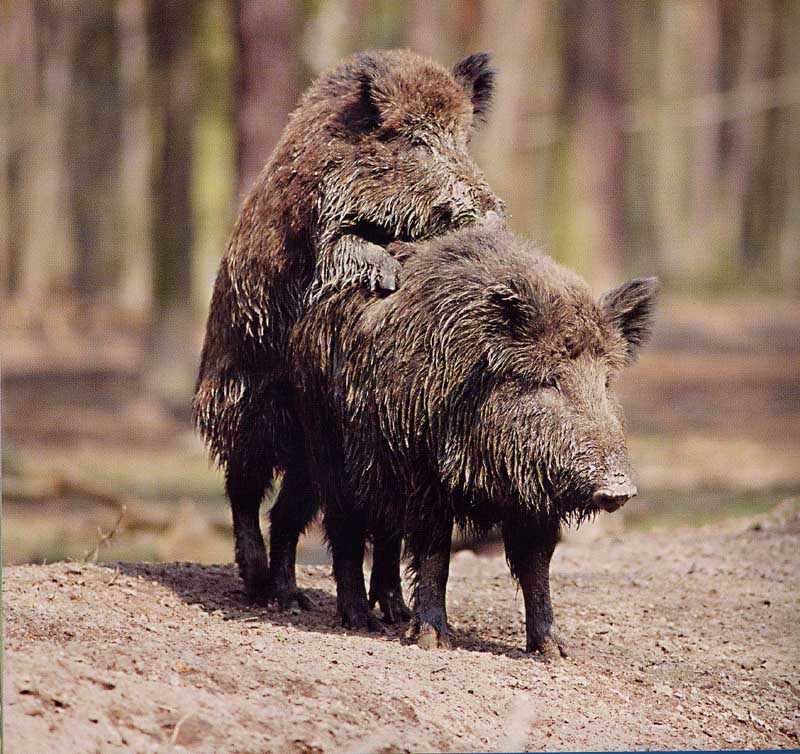 photograph of pigs having fun