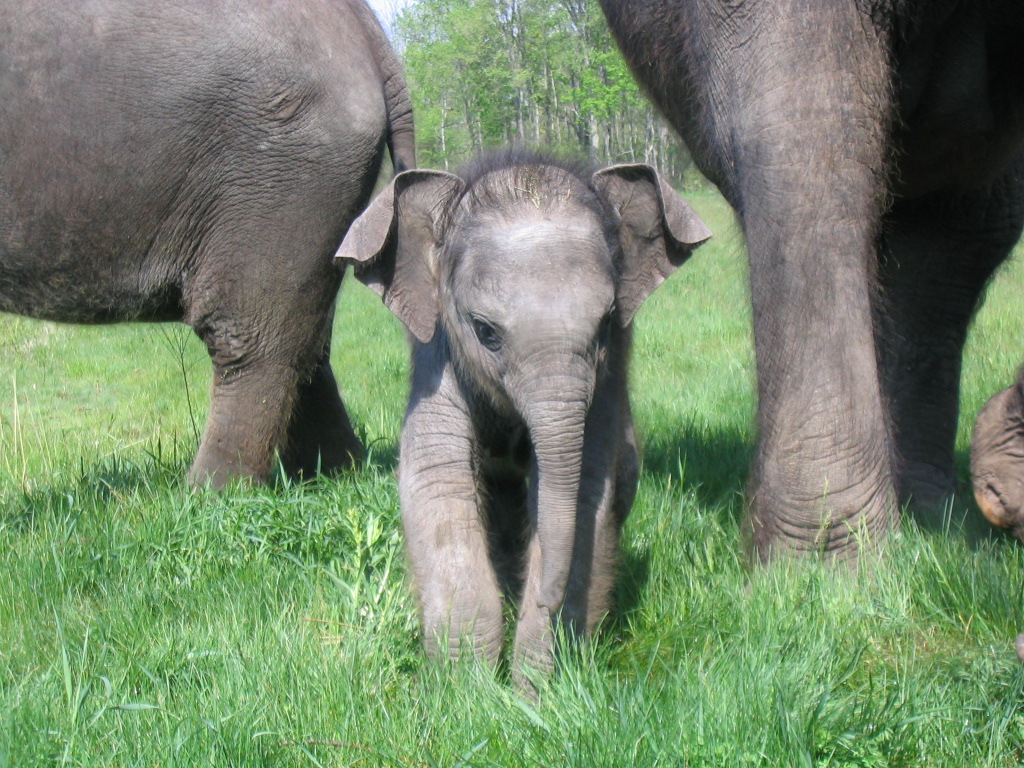 photo of baby elephant