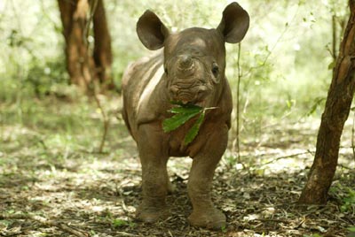 photo of baby rhino