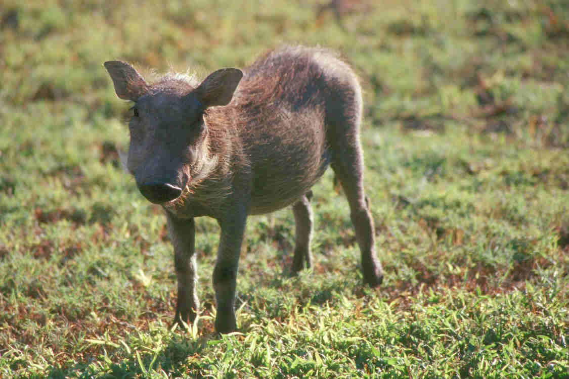 photo of a young warthog
