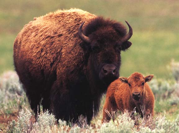 photo of bison