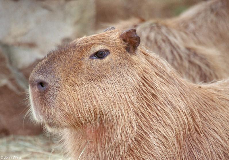 photograph of capybara