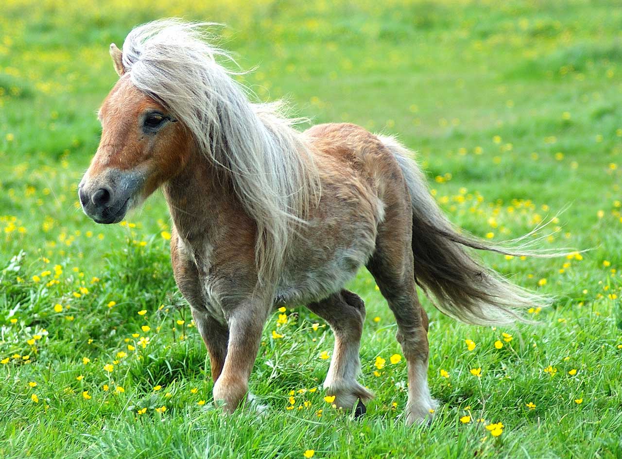 photo of pony