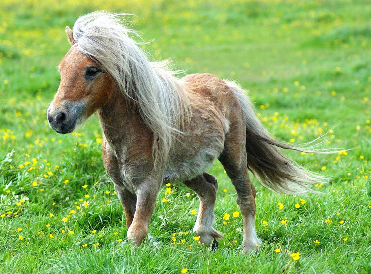 [Immagine: cool-pony.jpg]