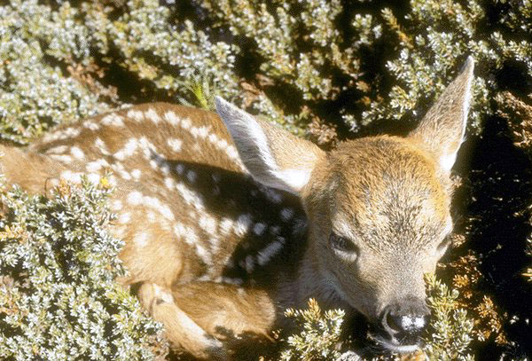 photograph of a baby deer