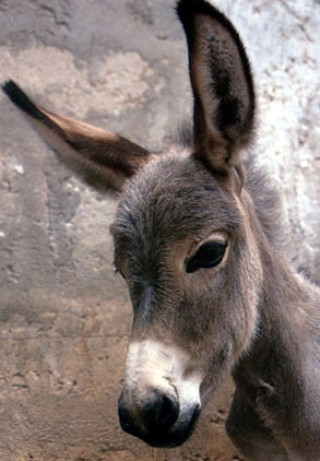 IMAGE(http://www.hedweb.com/animimag/donkey.jpg)