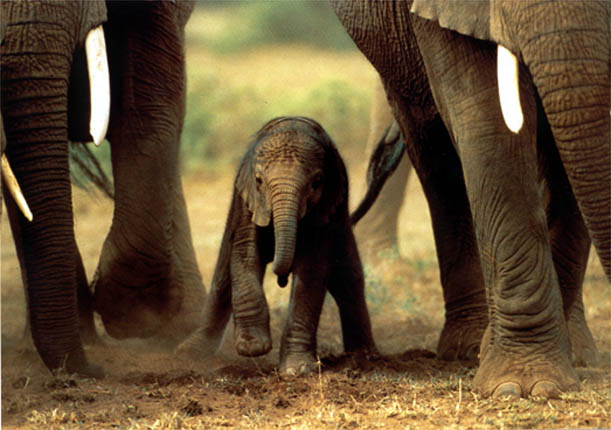 photo of elephant calf