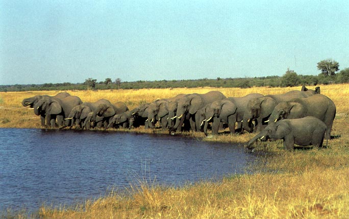 photo of elephants drinking hard