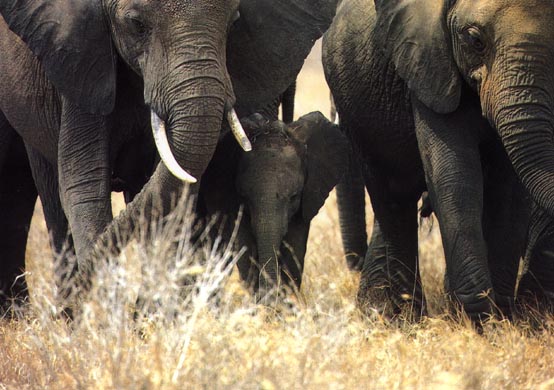 photo of family of African elephants