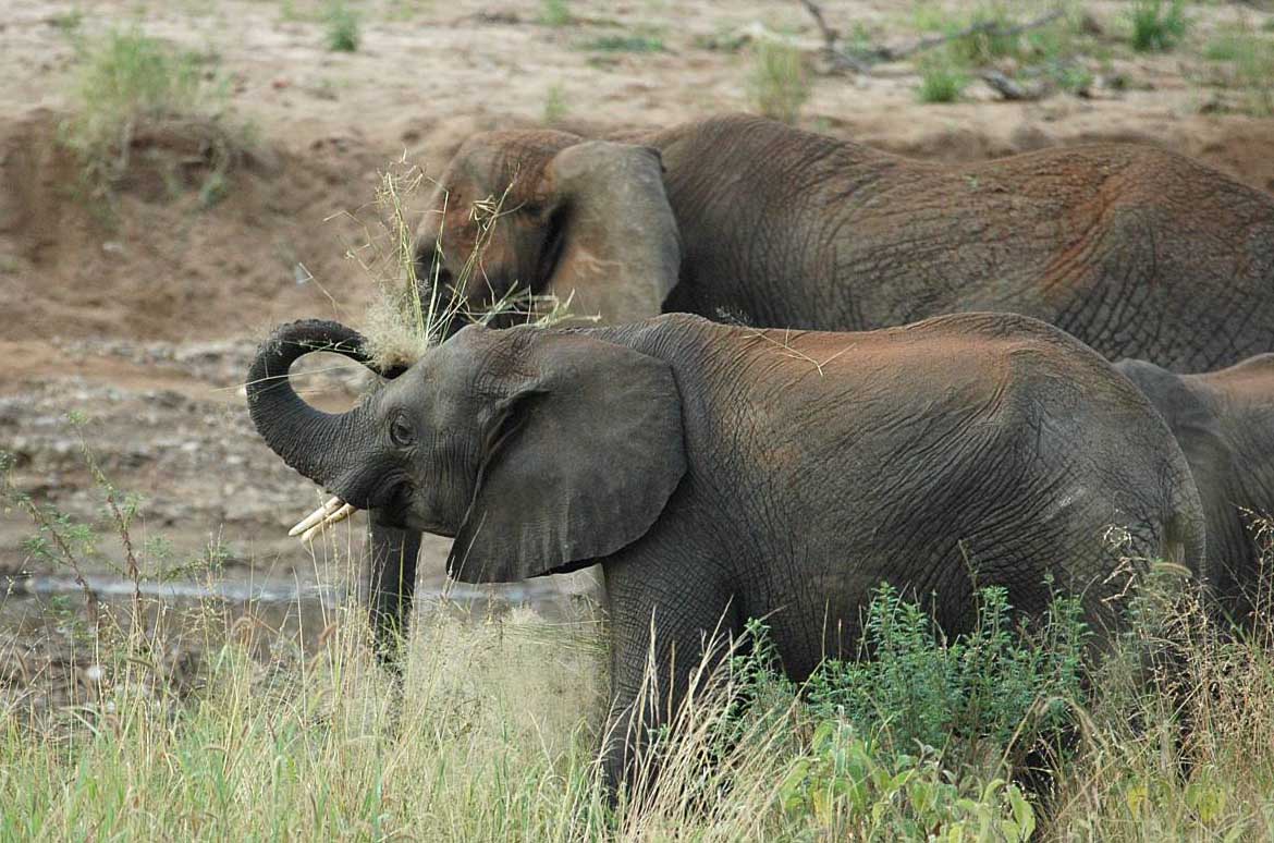 photo of elephants feeding on grass