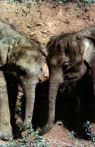 photo of  two elephant youngsters feeding