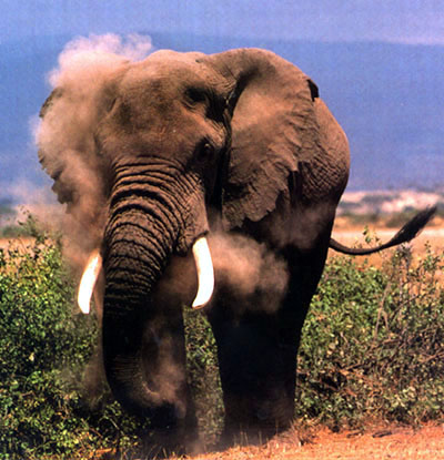 photo of dusty elephant