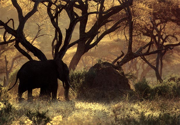 photo of African elephant