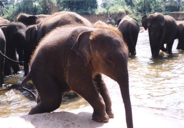 photograph of a baby Indian elephant