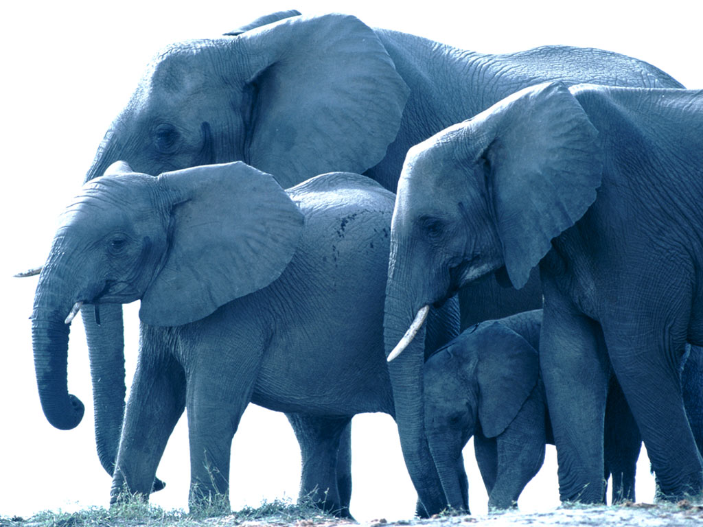 photo of a family of elephants