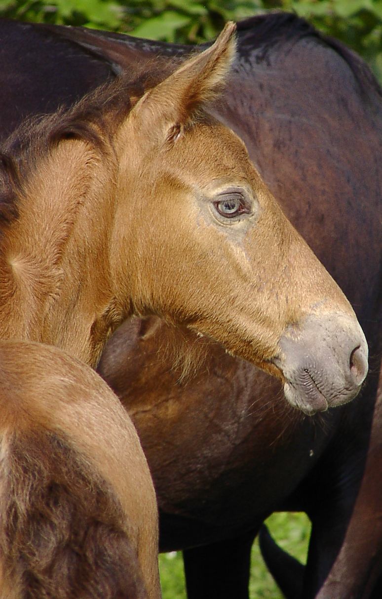 photo of a foal
