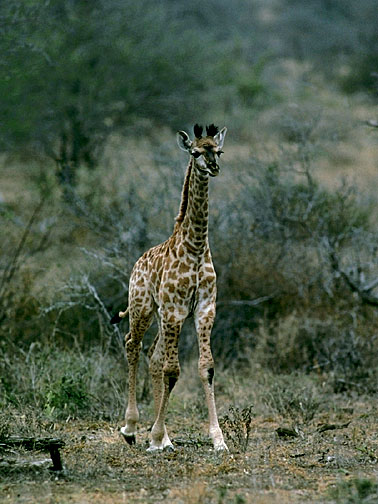 photo of young giraffe