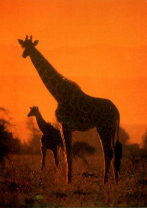 pictures of giraffes in africa. photo of giraffes on Africa savannah