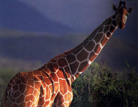 photo of giraffes on Africa savannah