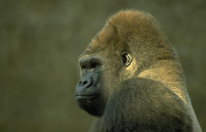 photograph of an earnest gorilla
