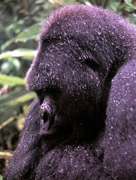 gorilla deep in thought