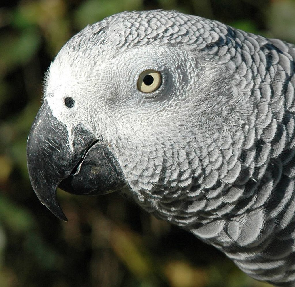 photograph of an African parrot