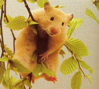 picture of an acrobatic hamster