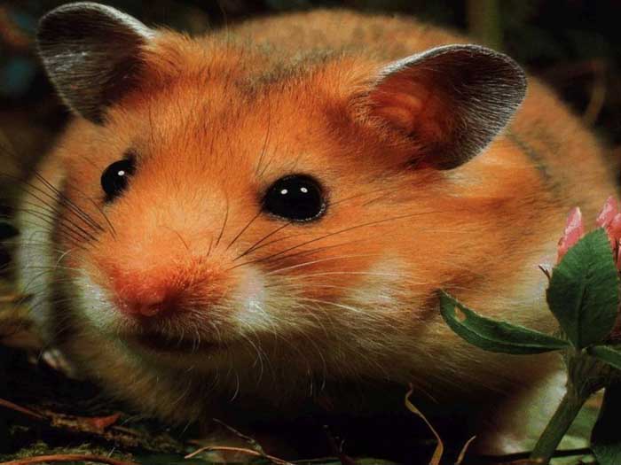 photo of a hamster