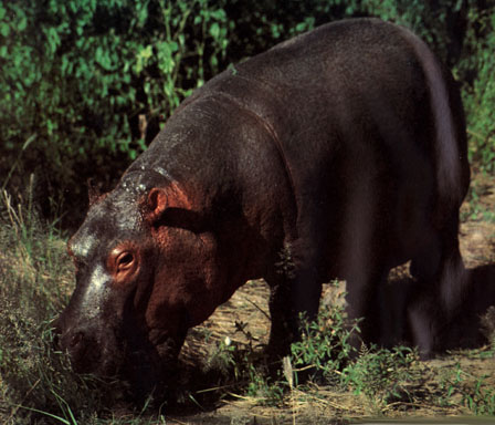 photo of  a hippopotamus