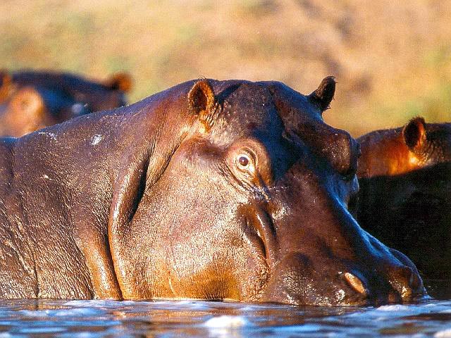 photograph of a hippo