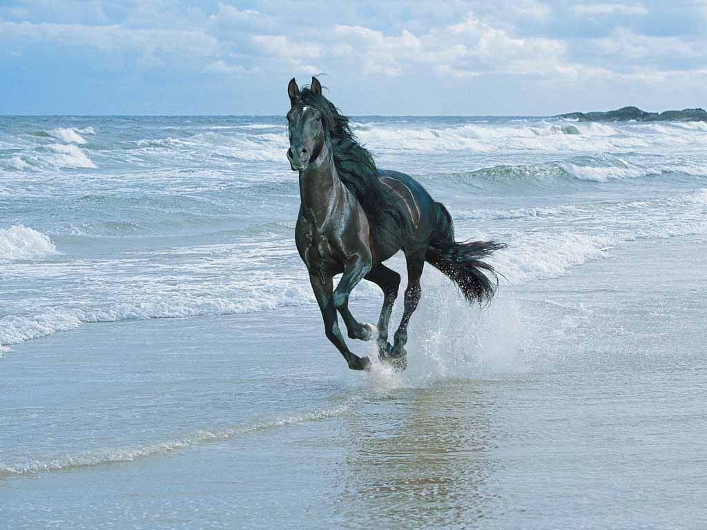 Obrázok “http://www.hedweb.com/animimag/horse-beach.jpg” sa nedá zobraziť, pretože obsahuje chyby.