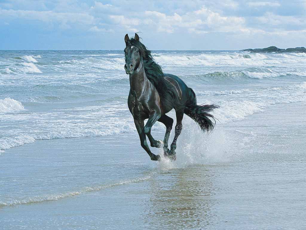 horse beach