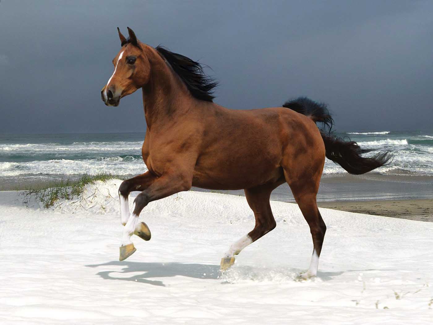 photo of horse galloping by the sea