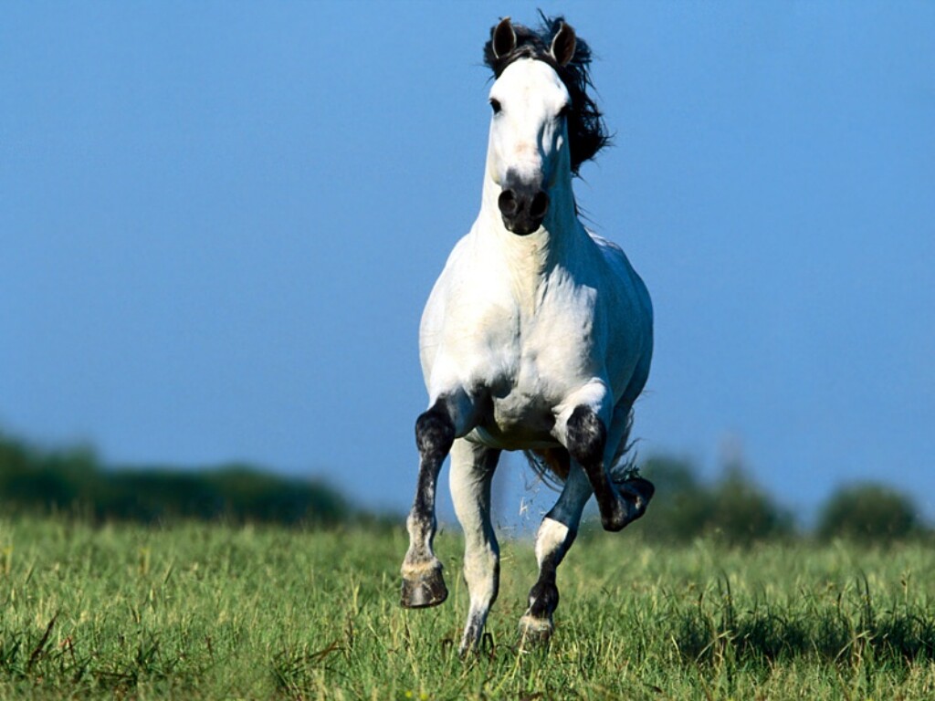 gallopping horse photo