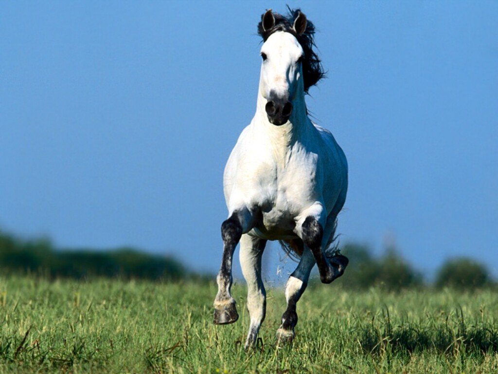 galloping horses form