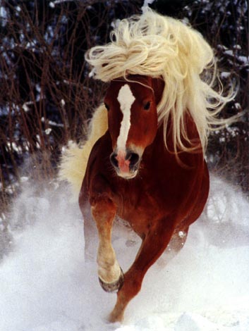 photo of hurrying horse