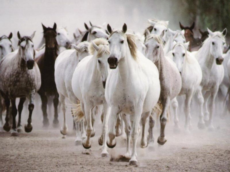 White horses galloping