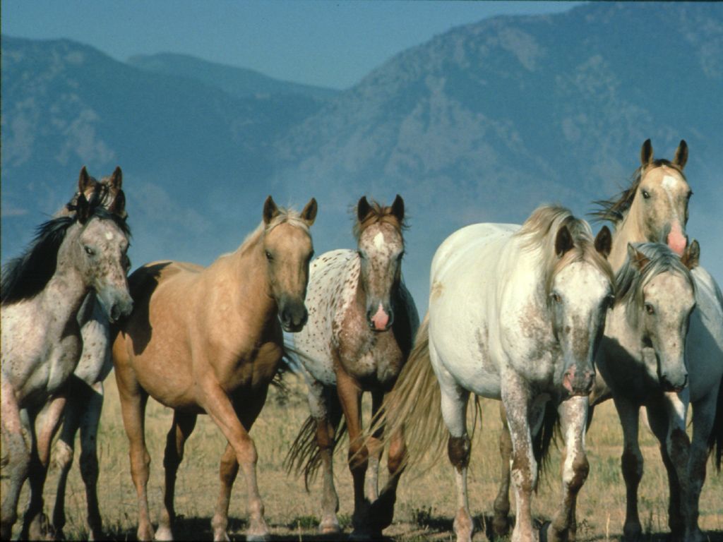 photo of wild horses