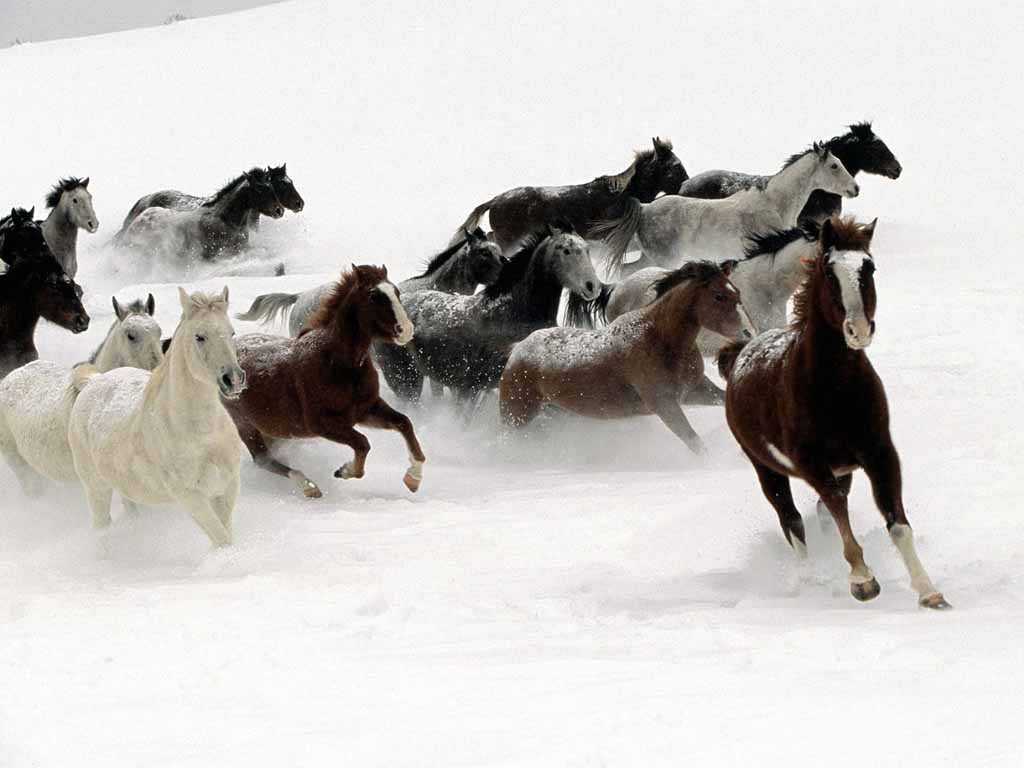 photo of wild horses in the snow