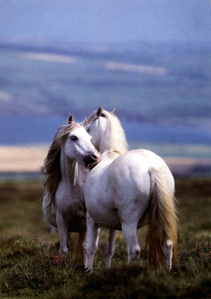 http://www.hedweb.com/animimag/horses.jpg