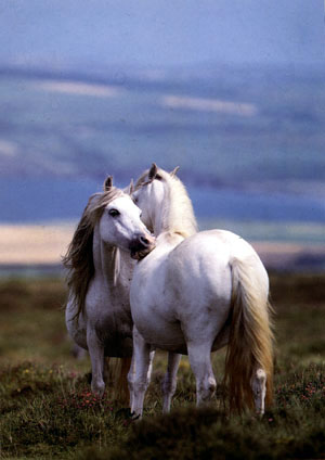 Horses having a good nuzzle