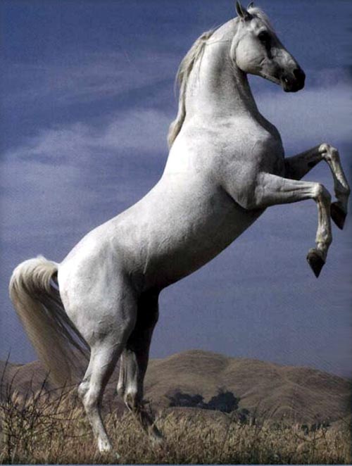 photo of white stallion