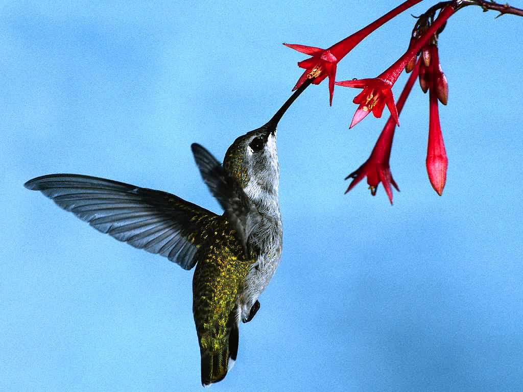 Hummingbird