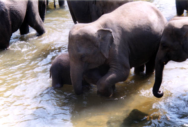 photo of baby Indian elephant