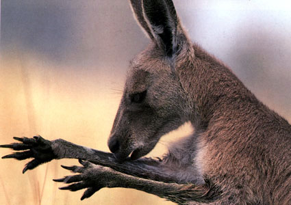 photograph of kangaroo