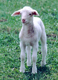 smart young lamb