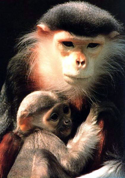 photograph of a langur monkey
