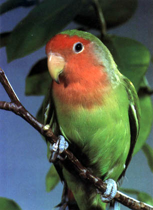 photo of lovebird