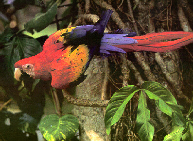 photograph of a scarlet macaw