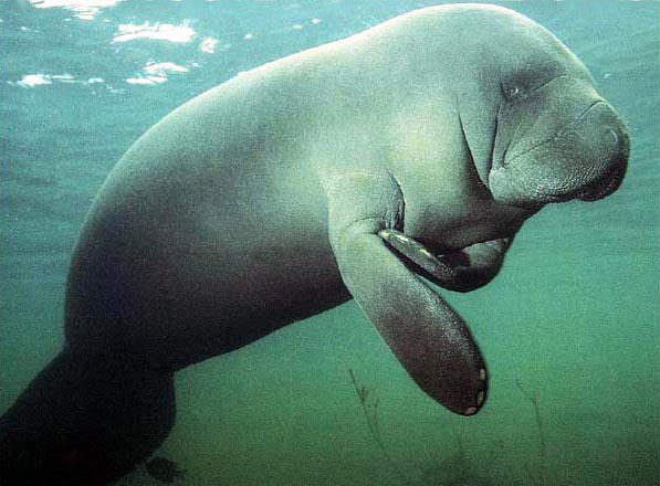 [Image: manateeb.jpg]